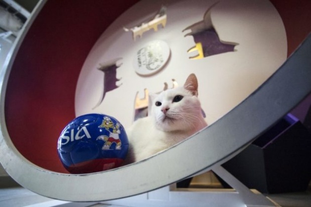 มาแล้ว!! แมวทายผล ประเดิมงานบอลโลก 2018 ชี้ รัสเซียVSซาอุฯ ใครชนะ 
